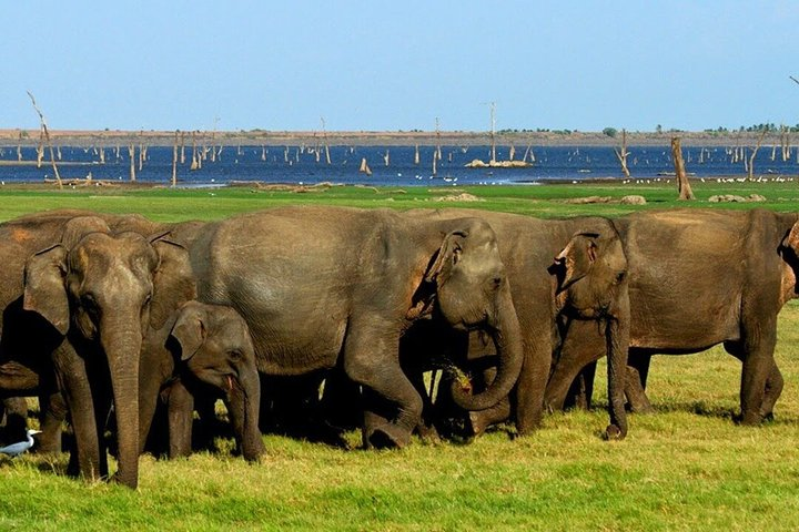 Minneriya National Park Private Safari - Photo 1 of 9
